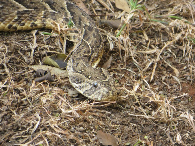 Snake in grass